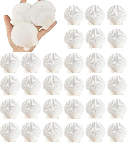 30pcs قذائف الأسقلوب الطبيعية 2.3 ''-3 '' قذائف البحر البيضاء لصنع الحرف اليدوية ، والرسم اليدوي ، والحفلات ذات الطابع المحيط وديكور المنزل in Saudi Arabia