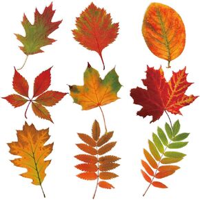 Zonon 90 Pcs Fall Maple Leaves Cutouts Classroom Bulletin Board Decor Autumn Real Gradient Maple Leaves Oak Leaf Shape Cutouts for Fall Autumn Thanksgiving Theme Party Decor Wall Chalkboard DIY Craft in Kuwait