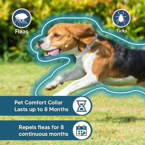 Dog Collar, Collar for Dogs, 8 Months, Adjustable and Naturally-2P in Saudi Arabia