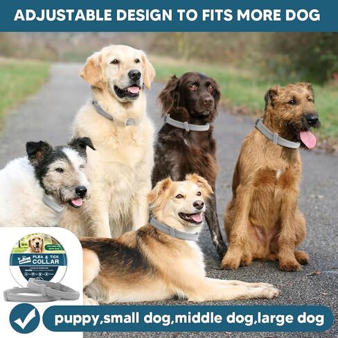 Dog Collar, Collar for Dogs, 8 Months, Adjustable and Naturally-2P in Saudi Arabia