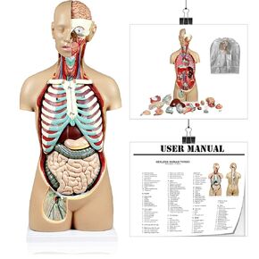 Vision Scientific VAT107-DC 17 Parts Sexless Human Torso | Open Back Exposes Muscular Layers, Vertebral Volume, Nerve Branches |Neck Dissected Shows Muscular, Neural, Vascular and Glandular Structure