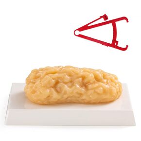 Human Body Fat Model, 1lb Fat Replica, Anatomical Model for Students, Authentic Demonstration for Fitness Room