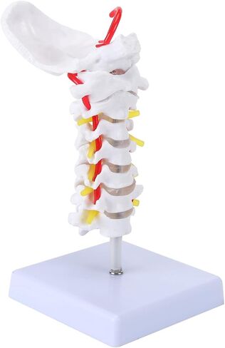 Cervical Vertebra Model, Showing Cervical Vertebra, Cervical Nerve, Vertebral Artery and Occipital Plate, Life-Size Cervical Vertebra Model, Medical Model for Teaching Research and Learning in Saudi Arabia