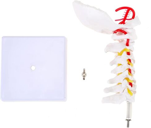 Cervical Vertebra Model, Showing Cervical Vertebra, Cervical Nerve, Vertebral Artery and Occipital Plate, Life-Size Cervical Vertebra Model, Medical Model for Teaching Research and Learning in Saudi Arabia