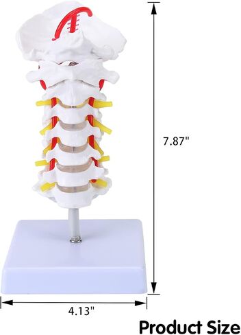 Cervical Vertebra Model, Showing Cervical Vertebra, Cervical Nerve, Vertebral Artery and Occipital Plate, Life-Size Cervical Vertebra Model, Medical Model for Teaching Research and Learning in Saudi Arabia