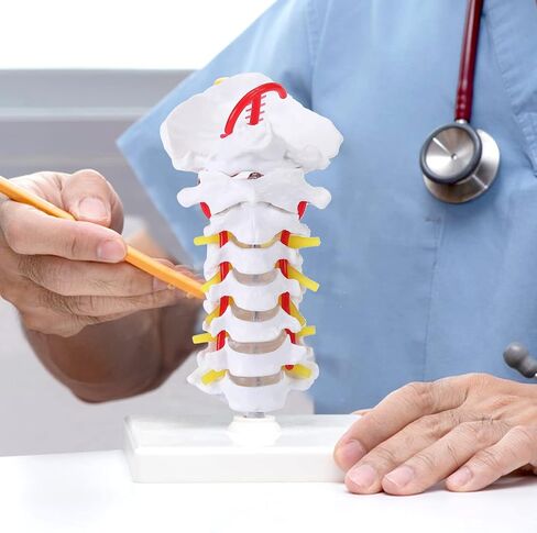 Cervical Vertebra Model, Showing Cervical Vertebra, Cervical Nerve, Vertebral Artery and Occipital Plate, Life-Size Cervical Vertebra Model, Medical Model for Teaching Research and Learning in Saudi Arabia