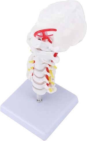 Cervical Vertebra Model, Showing Cervical Vertebra, Cervical Nerve, Vertebral Artery and Occipital Plate, Life-Size Cervical Vertebra Model, Medical Model for Teaching Research and Learning in Saudi Arabia