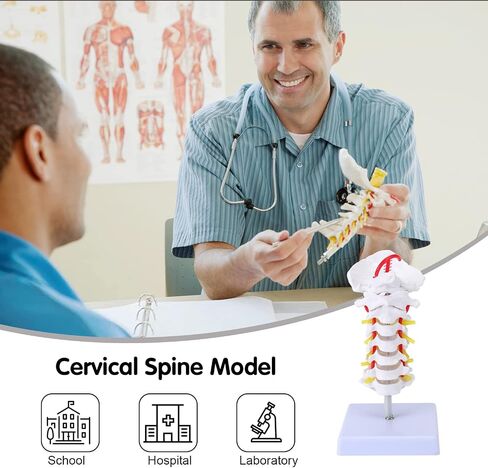 Cervical Vertebra Model, Showing Cervical Vertebra, Cervical Nerve, Vertebral Artery and Occipital Plate, Life-Size Cervical Vertebra Model, Medical Model for Teaching Research and Learning in Saudi Arabia