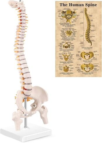 Cervical Vertebra Model, Showing Cervical Vertebra, Cervical Nerve, Vertebral Artery and Occipital Plate, Life-Size Cervical Vertebra Model, Medical Model for Teaching Research and Learning in Saudi Arabia