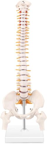 Cervical Vertebra Model, Showing Cervical Vertebra, Cervical Nerve, Vertebral Artery and Occipital Plate, Life-Size Cervical Vertebra Model, Medical Model for Teaching Research and Learning in Saudi Arabia