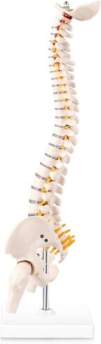 Cervical Vertebra Model, Showing Cervical Vertebra, Cervical Nerve, Vertebral Artery and Occipital Plate, Life-Size Cervical Vertebra Model, Medical Model for Teaching Research and Learning in Saudi Arabia