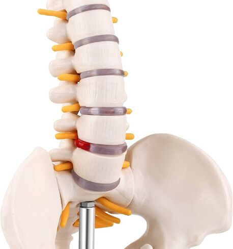 Cervical Vertebra Model, Showing Cervical Vertebra, Cervical Nerve, Vertebral Artery and Occipital Plate, Life-Size Cervical Vertebra Model, Medical Model for Teaching Research and Learning in Saudi Arabia