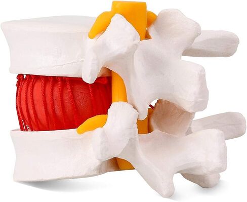 Cervical Vertebra Model, Showing Cervical Vertebra, Cervical Nerve, Vertebral Artery and Occipital Plate, Life-Size Cervical Vertebra Model, Medical Model for Teaching Research and Learning in Saudi Arabia