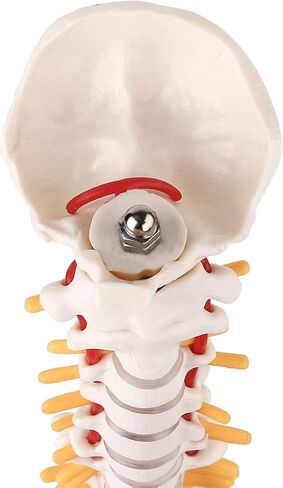 Cervical Vertebra Model, Showing Cervical Vertebra, Cervical Nerve, Vertebral Artery and Occipital Plate, Life-Size Cervical Vertebra Model, Medical Model for Teaching Research and Learning in Saudi Arabia