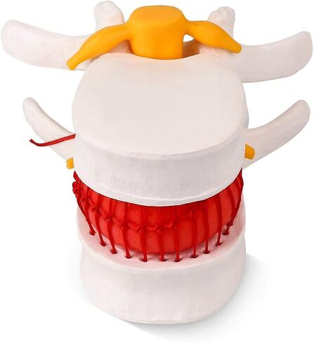 Cervical Vertebra Model, Showing Cervical Vertebra, Cervical Nerve, Vertebral Artery and Occipital Plate, Life-Size Cervical Vertebra Model, Medical Model for Teaching Research and Learning in Saudi Arabia