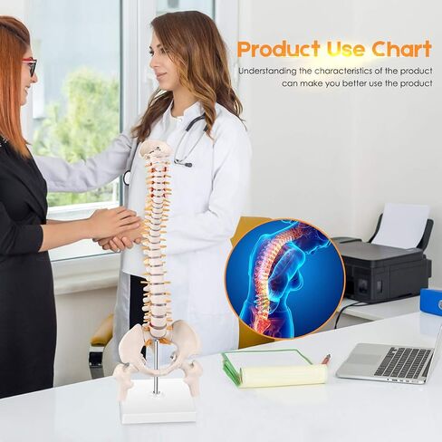 Cervical Vertebra Model, Showing Cervical Vertebra, Cervical Nerve, Vertebral Artery and Occipital Plate, Life-Size Cervical Vertebra Model, Medical Model for Teaching Research and Learning in Saudi Arabia