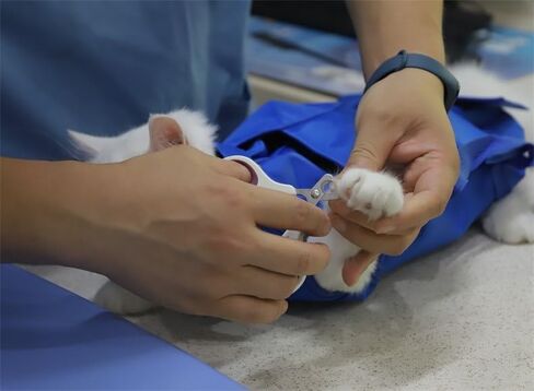 حقيبة GooCare Grooming لتقييد حيوانك الأليف أثناء العناية بالمخلب، وتقليم الأظافر، والعناية المضادة للخدش، والفحوصات الطبية، حقيبة تقييد بطول 43.18 سم × عرض 25.4 سم، مناسبة بوزن 6-12 رطل (صغير ومتوسط) in Saudi Arabia