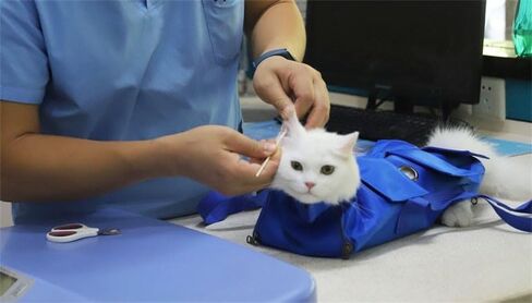 حقيبة GooCare Grooming لتقييد حيوانك الأليف أثناء العناية بالمخلب، وتقليم الأظافر، والعناية المضادة للخدش، والفحوصات الطبية، حقيبة تقييد بطول 43.18 سم × عرض 25.4 سم، مناسبة بوزن 6-12 رطل (صغير ومتوسط) in Saudi Arabia