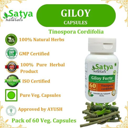 Giloy Forte Capsules 500 mg. 60 Veg. Capsule | Guduchi (Tinospora Cordifolia) Extract Capsules for Men and Women | Indian Ayurvedic Herbal Supplement/Remedies (1 Bottle of 60 Capsules) in Saudi Arabia