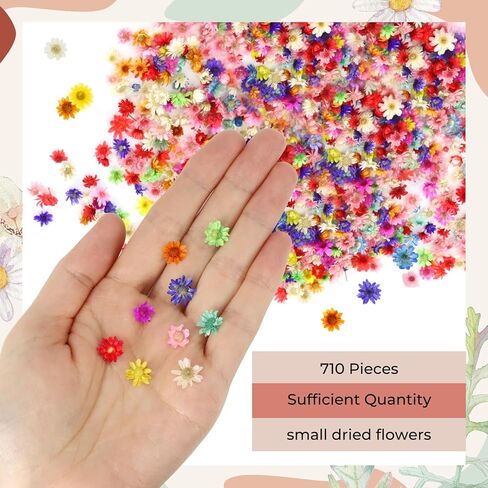710 Pieces Small Dried Flowers Mini Flowers for Crafts, Real Natural Tiny Dried Pressed Flowers for DIY Resin Ornaments, Candles Making in Kuwait
