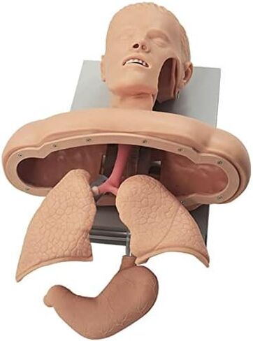 Airway Management Trainer with Stand, Intubation Manikin, Training Simulator, Training Manikin, Intubation Head Teaching Study Model Manikin for Science Lab Education in Saudi Arabia