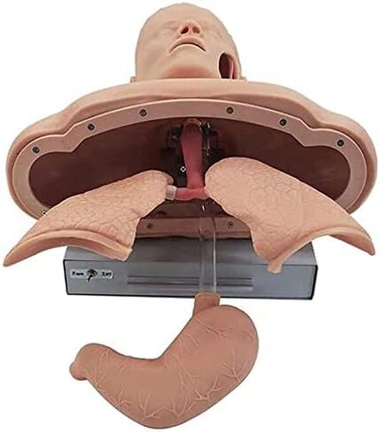 Airway Management Trainer with Stand, Intubation Manikin, Training Simulator, Training Manikin, Intubation Head Teaching Study Model Manikin for Science Lab Education in Saudi Arabia