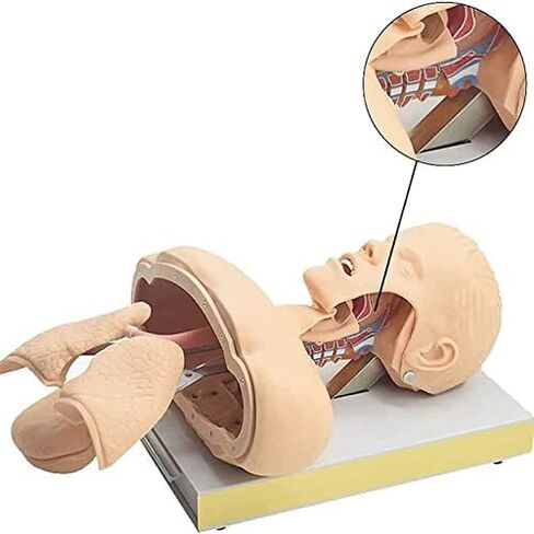 Airway Management Trainer with Stand, Intubation Manikin, Training Simulator, Training Manikin, Intubation Head Teaching Study Model Manikin for Science Lab Education in Saudi Arabia