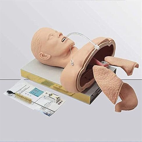 Airway Management Trainer with Stand, Intubation Manikin, Training Simulator, Training Manikin, Intubation Head Teaching Study Model Manikin for Science Lab Education in Saudi Arabia