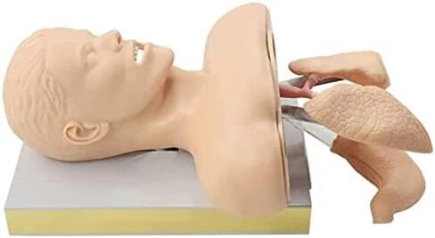 Airway Management Trainer with Stand, Intubation Manikin, Training Simulator, Training Manikin, Intubation Head Teaching Study Model Manikin for Science Lab Education in Saudi Arabia