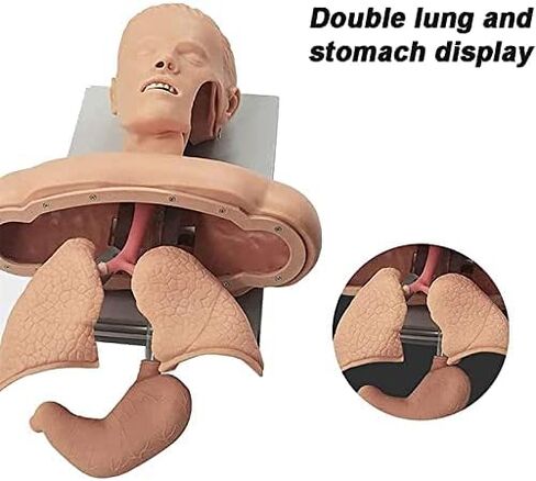 Airway Management Trainer with Stand, Intubation Manikin, Training Simulator, Training Manikin, Intubation Head Teaching Study Model Manikin for Science Lab Education in Saudi Arabia