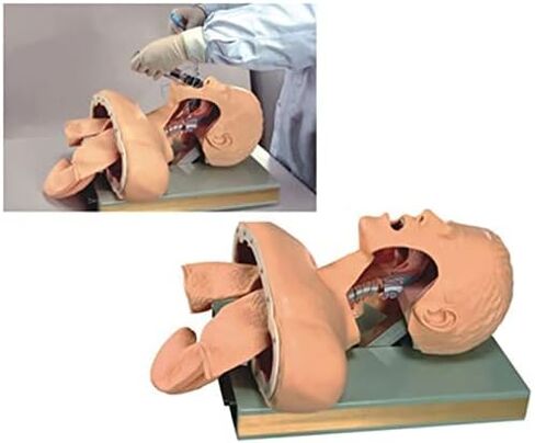 Airway Management Trainer with Stand, Intubation Manikin, Training Simulator, Training Manikin, Intubation Head Teaching Study Model Manikin for Science Lab Education in Saudi Arabia