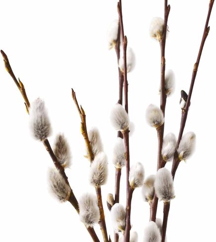 30 ينبع فروع الصفصاف المجففة للمزهريات 22 بوصة الطبيعية الحقيقية كس الصفصاف الزهور المجففة النباتات 2 سنة طويلة الأمد لديكورات المنزل الأبيض in Kuwait