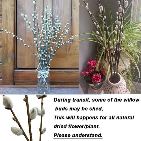 30 ينبع فروع الصفصاف المجففة للمزهريات 22 بوصة الطبيعية الحقيقية كس الصفصاف الزهور المجففة النباتات 2 سنة طويلة الأمد لديكورات المنزل الأبيض in Kuwait