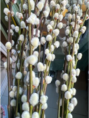 30 ينبع فروع الصفصاف المجففة للمزهريات 22 بوصة الطبيعية الحقيقية كس الصفصاف الزهور المجففة النباتات 2 سنة طويلة الأمد لديكورات المنزل الأبيض in Kuwait