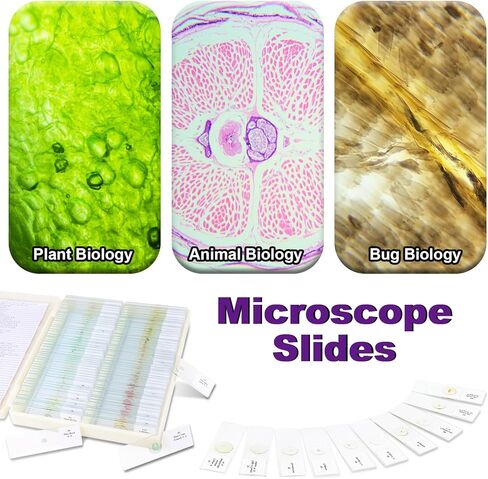 50pcs Prepared Microscope Slides,Preloaded Microscope Slides with Specimens for Kids Adults,Microscope Slide Set Including Insects Human Body,Use for Physiology,Enlighten Education in Kuwait