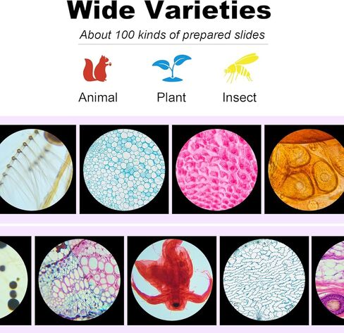 50pcs Prepared Microscope Slides,Preloaded Microscope Slides with Specimens for Kids Adults,Microscope Slide Set Including Insects Human Body,Use for Physiology,Enlighten Education in Kuwait