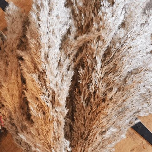 SREED 20 Pcs 23 Inch Tall Fluffy Pampas Grass XL Size White Dry Pompous Grass Decor Wedding Flower Boho Decor Natural Pompas Flower Bouquet(White, 23 inch) in Kuwait