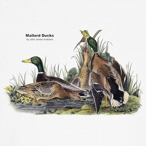 Cafepress Audubon Mallard Ducks Classic Thong Intonder ، سراويل داخلية للسيدات in Saudi Arabia
