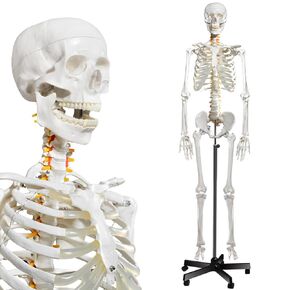 Human Skeleton Model for Anatomy- Life Size Medical Human Skeleton Model with Nervous System 70.8 in with Rolling Stand for Medical Study and Display 3 Posters