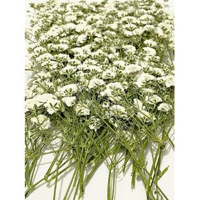 100 pcs White Baby's Breath Real Natural Dried Pressed Flowers for Resin Art Craft DIY Making Wedding Card Home Party Decor