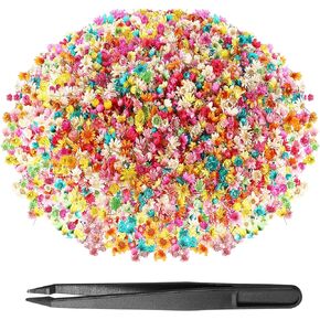 1500 Pcs Mini Natural Dried Flowers for Resin Crafts Little Star Colorful Dried Flowers Heads Real Natural Tiny Dried Pressed Flowers Bulk for Jewelry Earrings Epoxy Molds Candles Soap Making