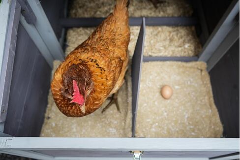 Chicken Nesting Mats - Sustainably Sourced & Biodegradable Hemp Nesting Pads for Chicken Coop - Safe and Soft Hen House for Laying Eggs - American Farms 13 x 13 (6 Pack) in Saudi Arabia