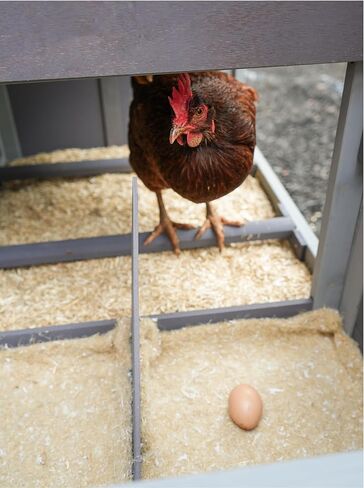 Chicken Nesting Mats - Sustainably Sourced & Biodegradable Hemp Nesting Pads for Chicken Coop - Safe and Soft Hen House for Laying Eggs - American Farms 13 x 13 (6 Pack) in Saudi Arabia