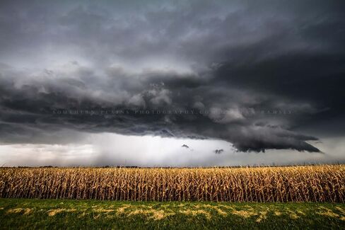 Country Photography Print (Not Framed) Picture of Storm Over Withered Corn Field on Stormy Autumn Day in Kansas Farm Wall Art Farmhouse Decor (12" x 18") in Saudi Arabia