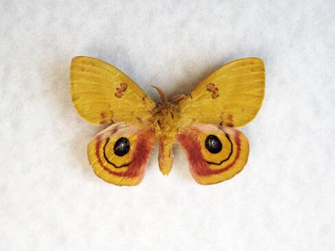 Colorful North American Automeris io Real Moth Framed Entomology Collectible Shadowbox in Saudi Arabia