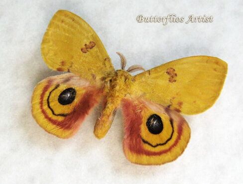 Colorful North American Automeris io Real Moth Framed Entomology Collectible Shadowbox in Saudi Arabia