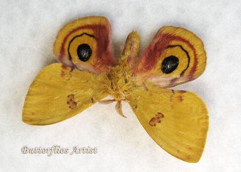 Colorful North American Automeris io Real Moth Framed Entomology Collectible Shadowbox in Saudi Arabia