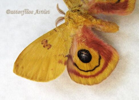 Colorful North American Automeris io Real Moth Framed Entomology Collectible Shadowbox in Saudi Arabia