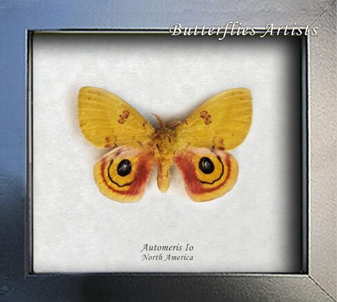 Colorful North American Automeris io Real Moth Framed Entomology Collectible Shadowbox in Saudi Arabia