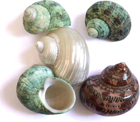 2pcs Hermit Crab Shells, XXL Size Opening 1.9-2.2" Hermit Crab Shells, Natural Sea Conch, Turbo Seashells for Hermit Crab Supplies and Beach Decoration Large Sea Shell (2pcs XXL) Length 3.5-3.9" in Saudi Arabia